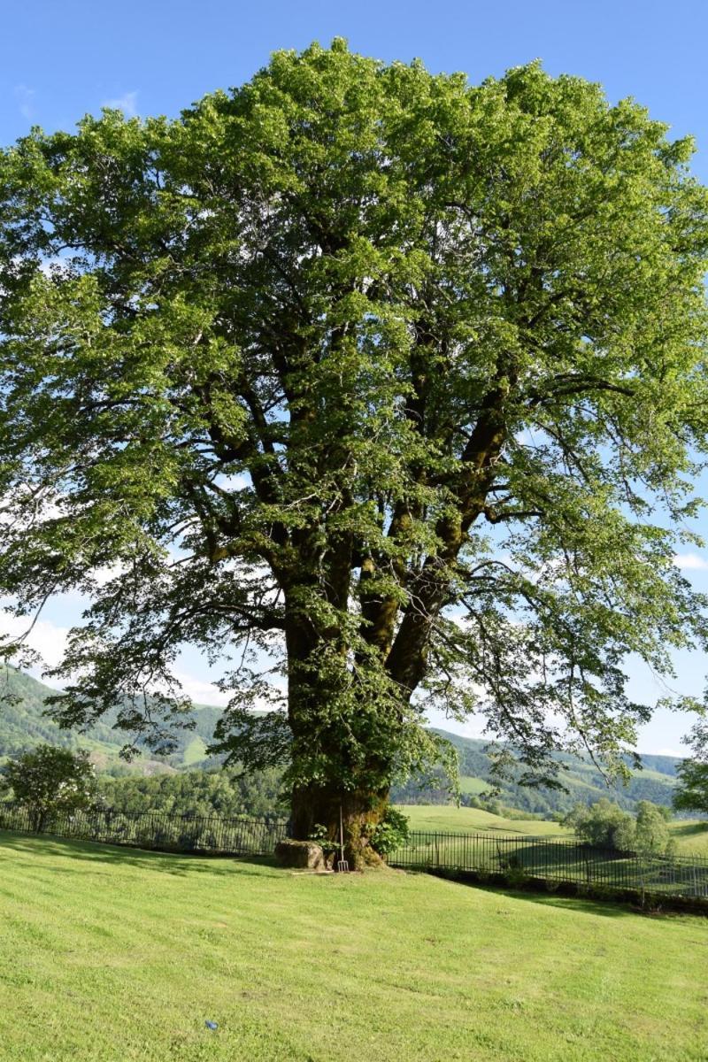 Gite 4 Personnes Dans Le Cantal Animaux Bienvenus Lascelle Zewnętrze zdjęcie